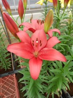 [5099 Pasoloni VWS No01.JPG]